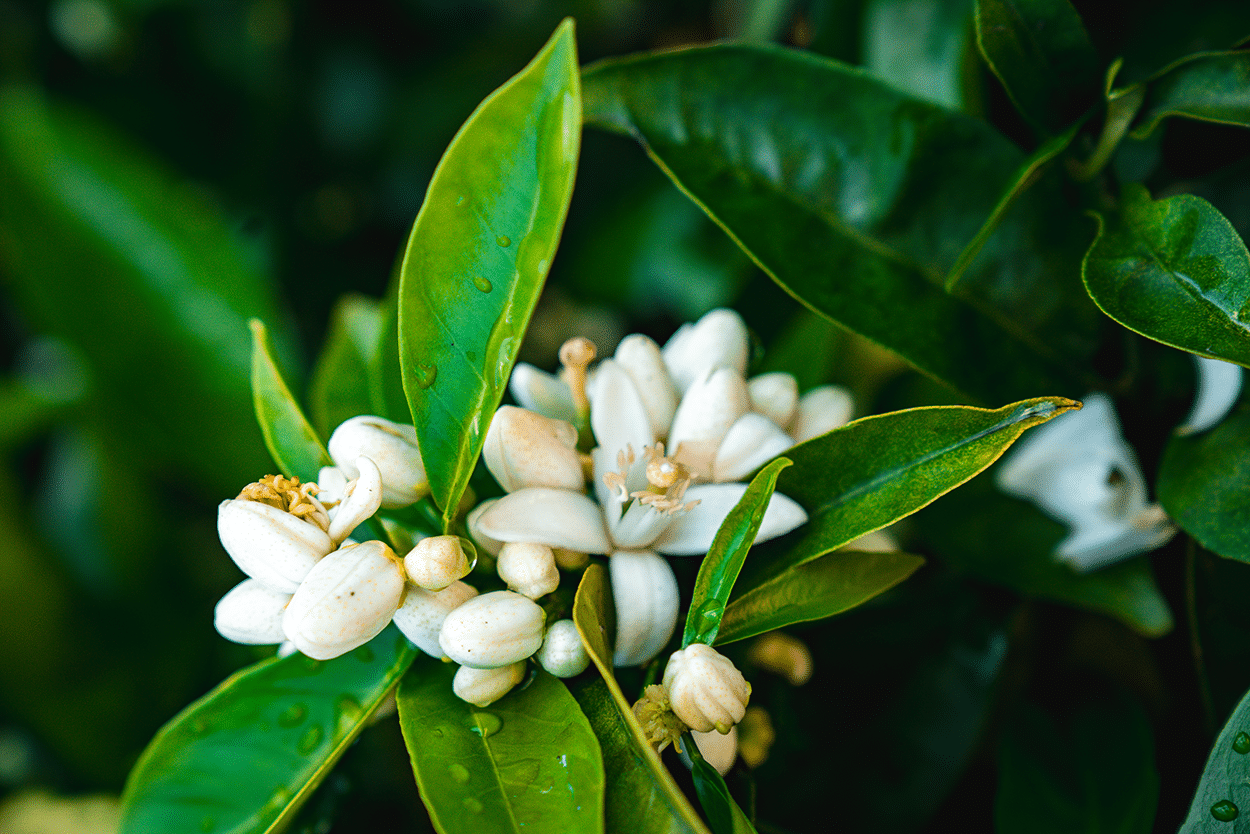 Orange blossoms on an orange tree in California- credit Keryn Means