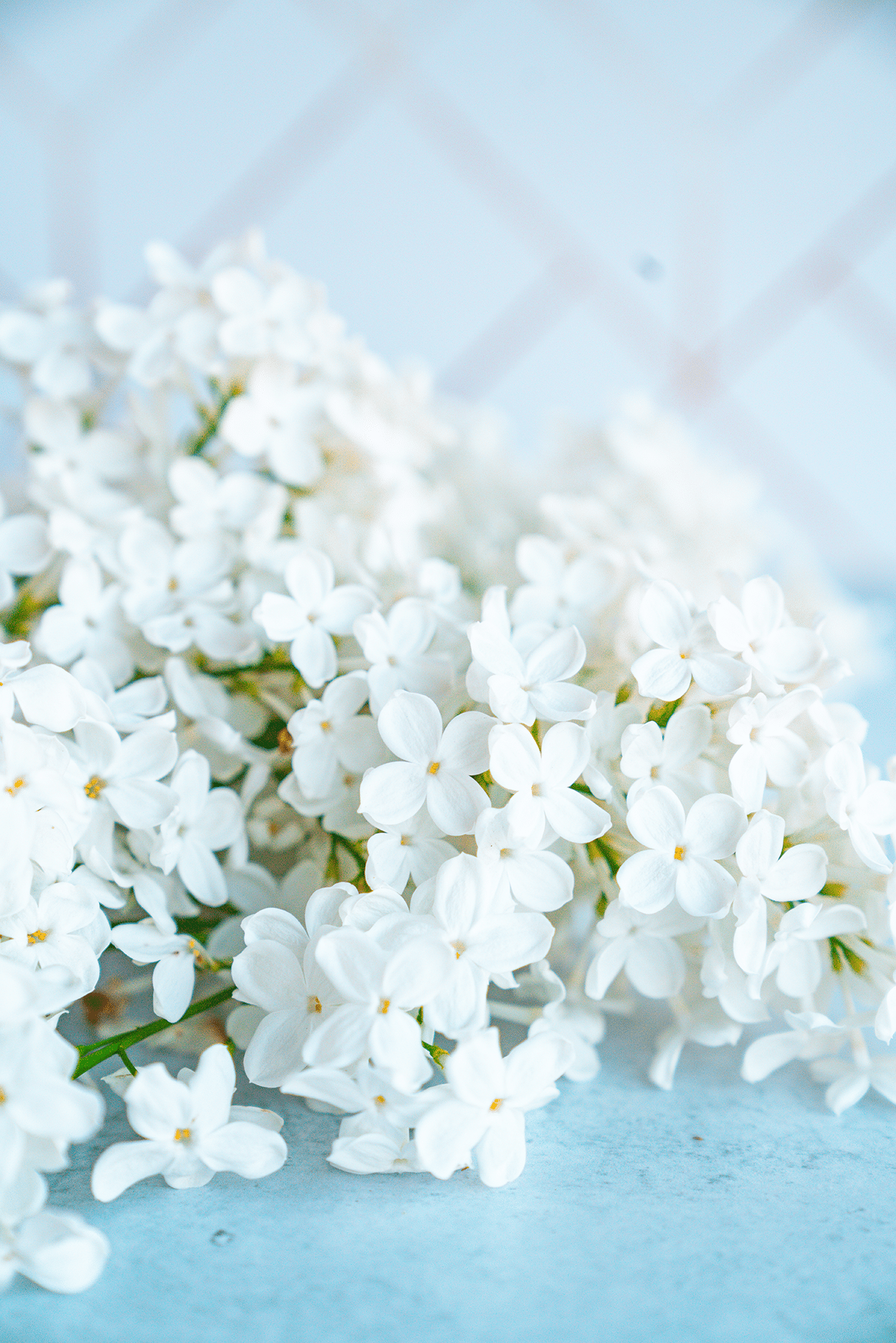 Lilac simple syrup recipe