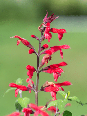 Pineapple Sage flowers