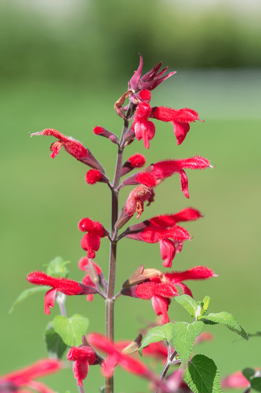 Pineapple Sage flowers