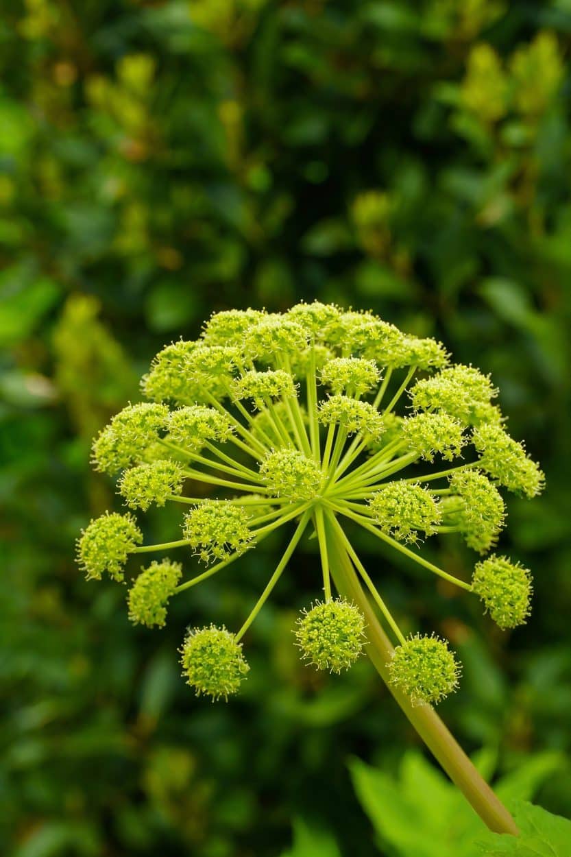 Angelica Flower