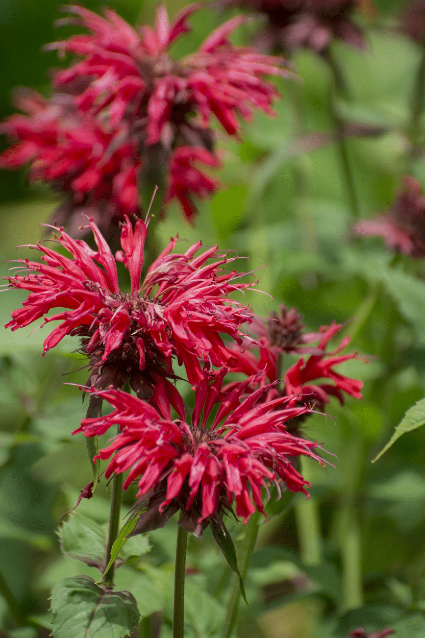 Bee Balm