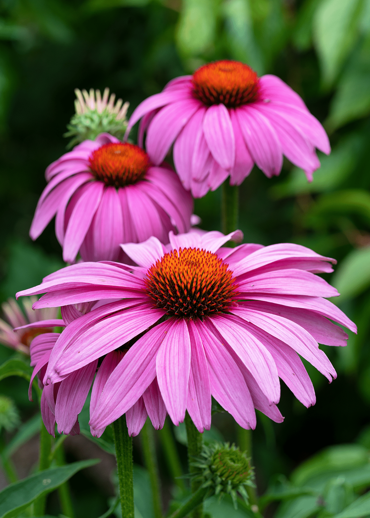 Coneflower