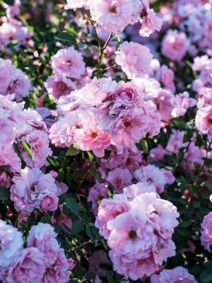 Roses