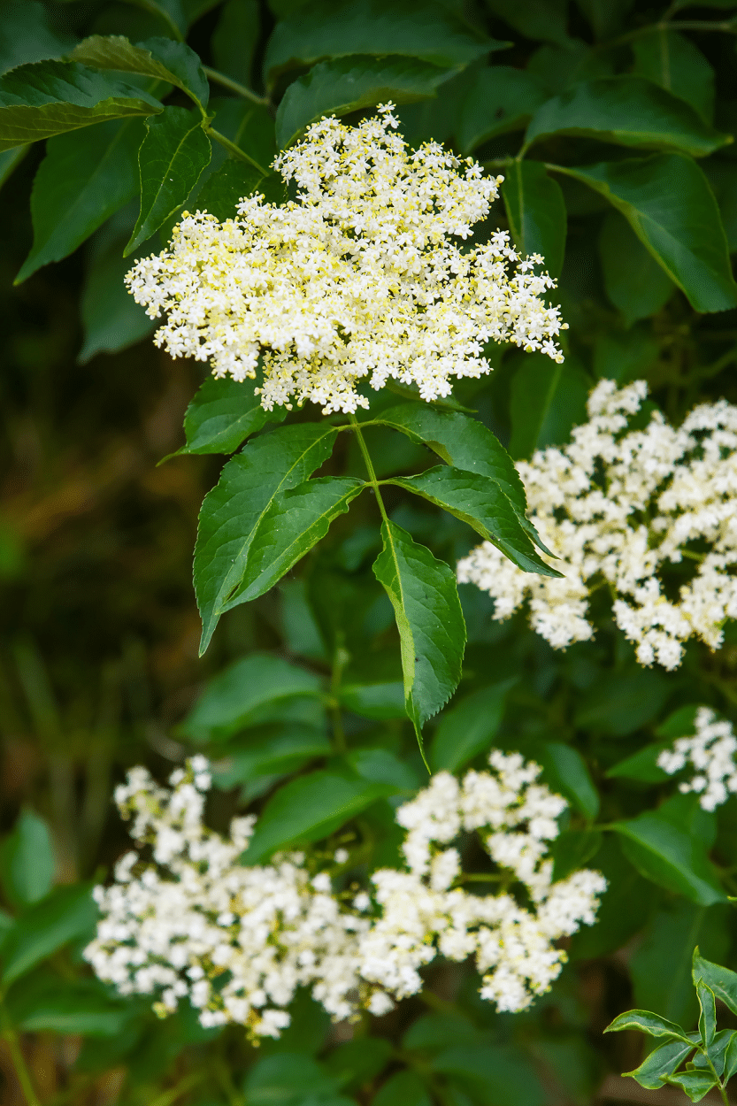 Elderflowers- edible flowers