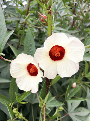 Hibiscus sabdariffa, roselle or Jamaican sorrel