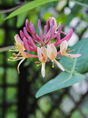 Honeysuckle flowers