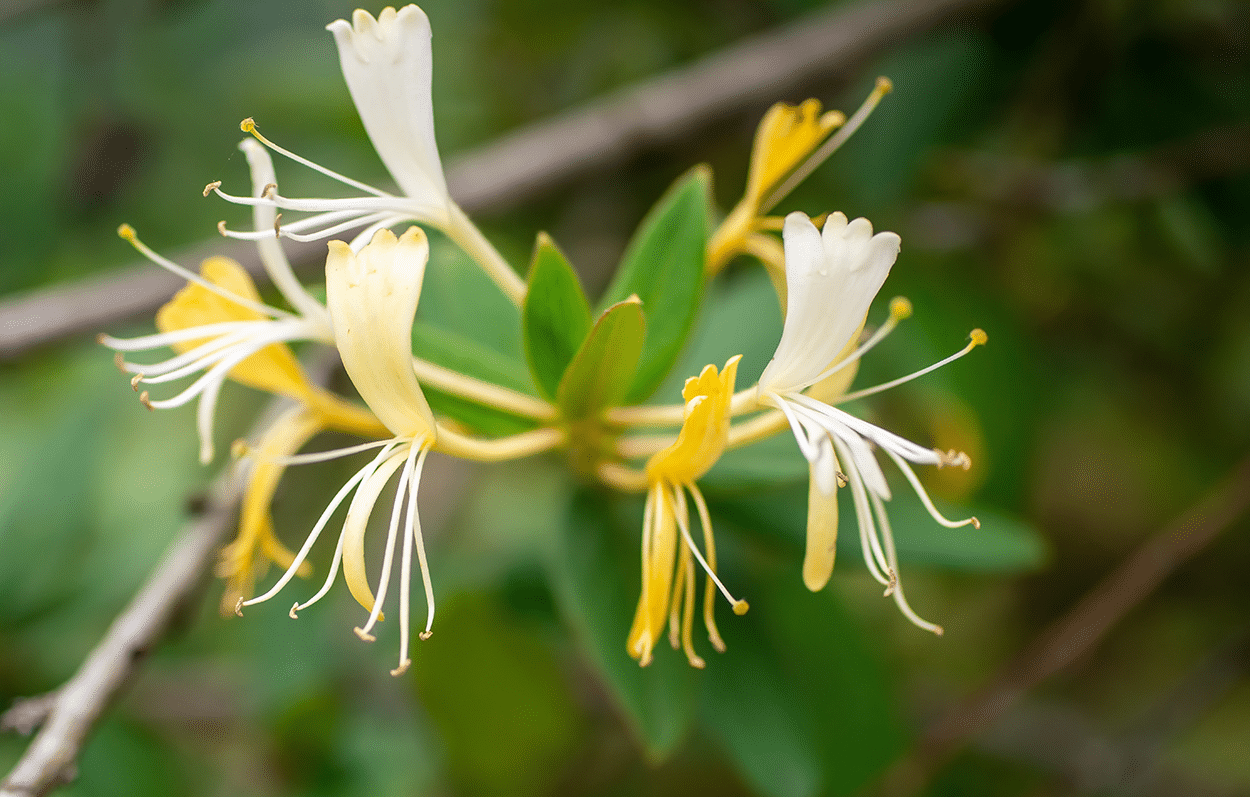 Honeysuckle flowers