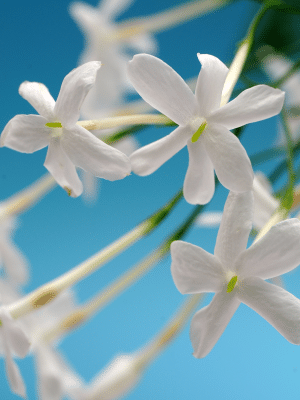 Edible Jasmine Flowers