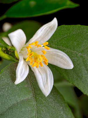 Lemon Blossoms
