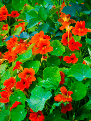 Nasturtium Edible Flowers