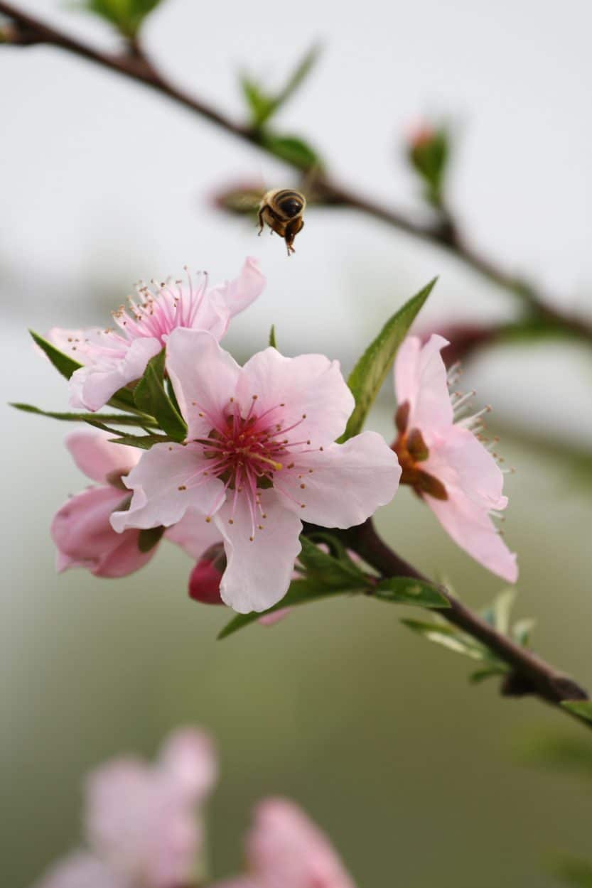 Beach Blossoms