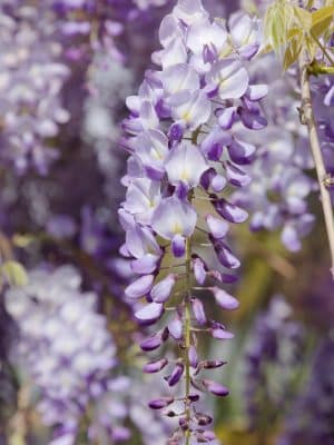 Wisteria