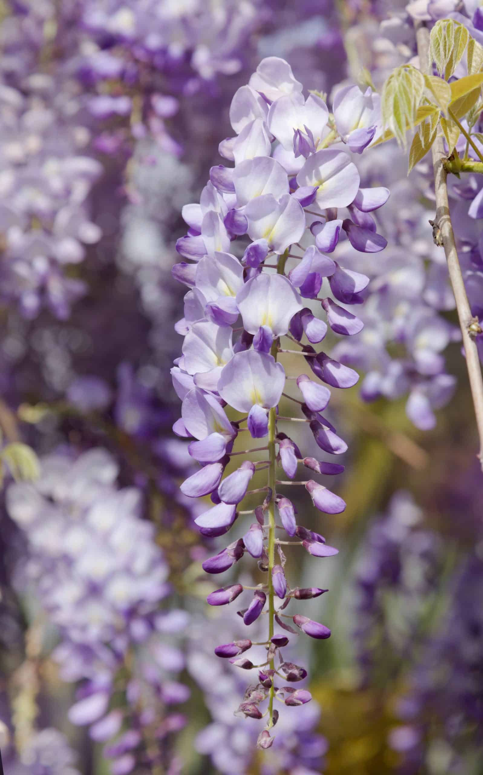 Wisteria