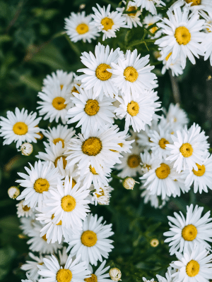 Camomile Flowers
