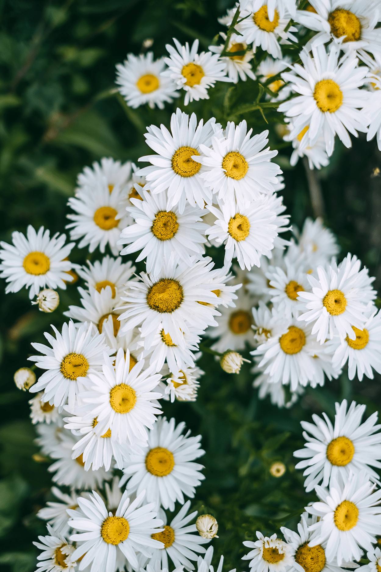 Camomile Flowers