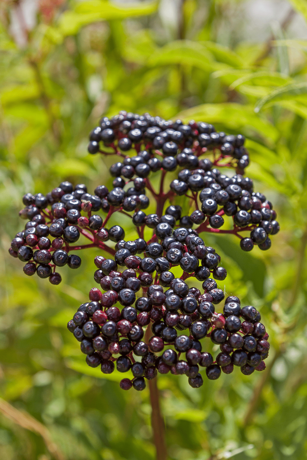 Elderberries in cocktails
