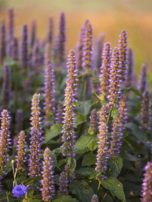 Anise Hyssop