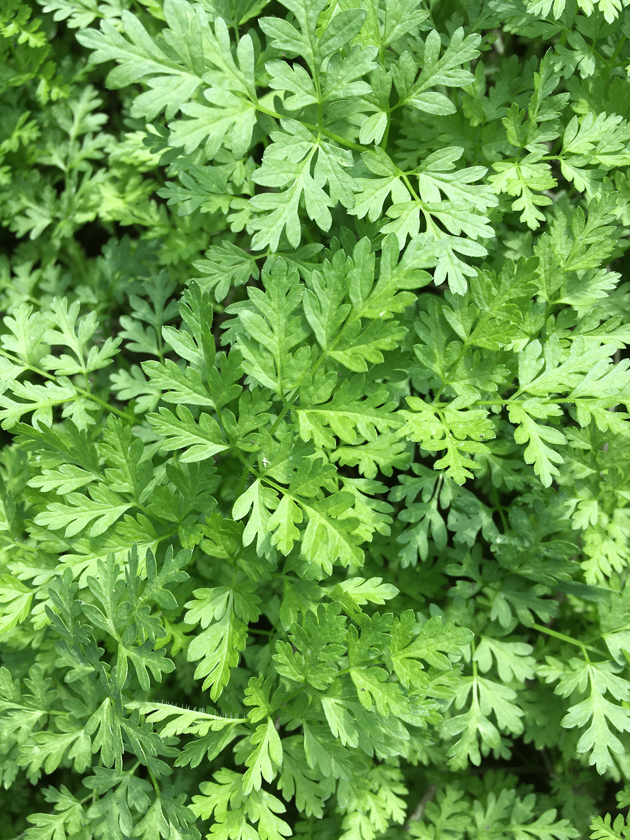 fresh Chervil herbs