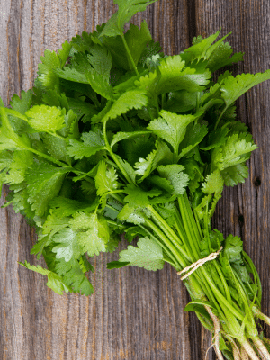 Fresh Cilantro