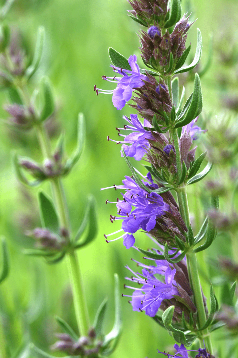Hyssop