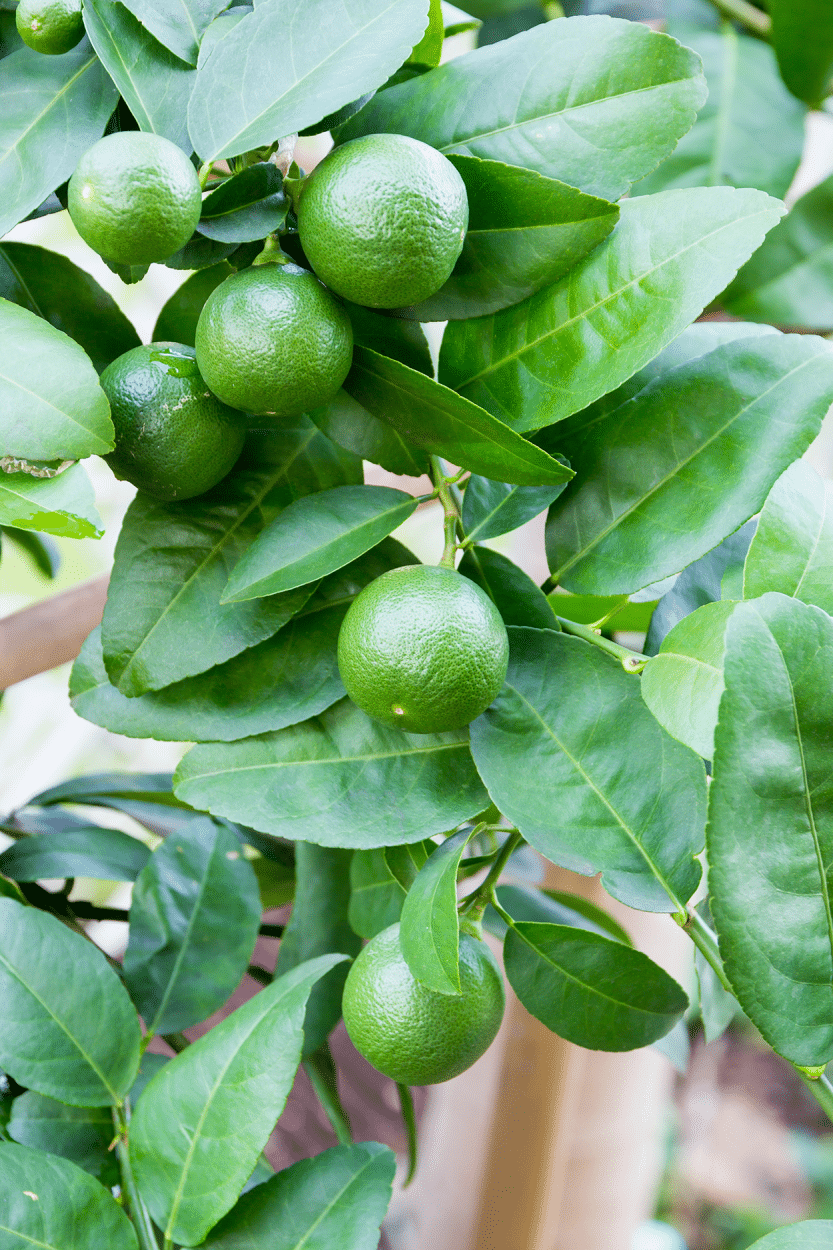 Limes