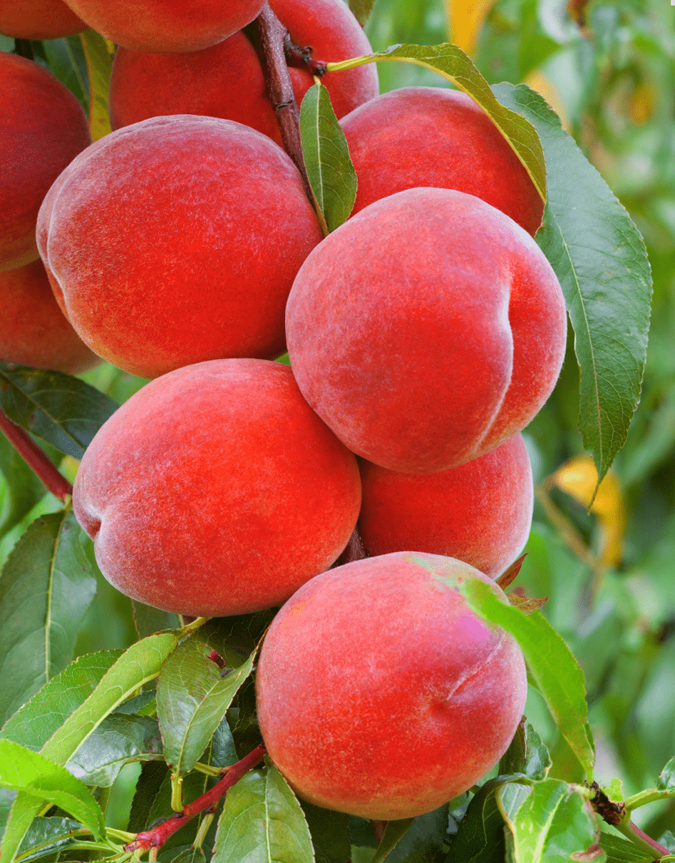 Peaches