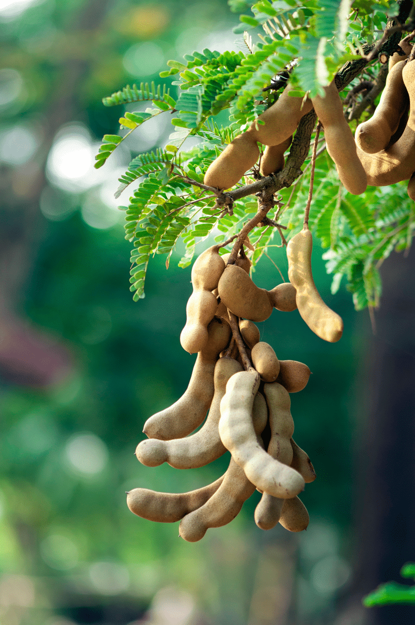 Tamarind fruits