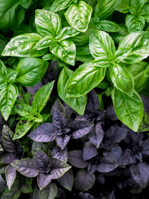 Basil- green and purple