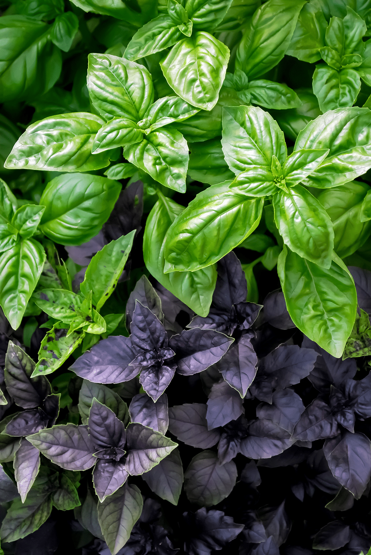 Basil- green and purple
