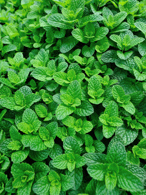 Mint cocktails