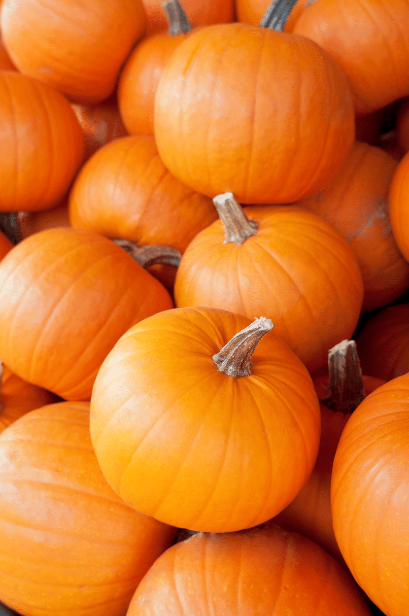 Sugar Pumpkins for Pumpkin Juice and Pumpkin Butter